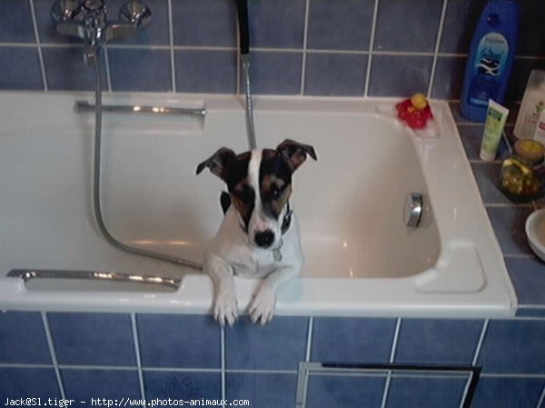 Photo de Jack russell terrier