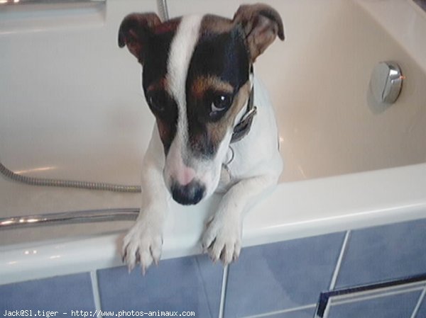 Photo de Jack russell terrier