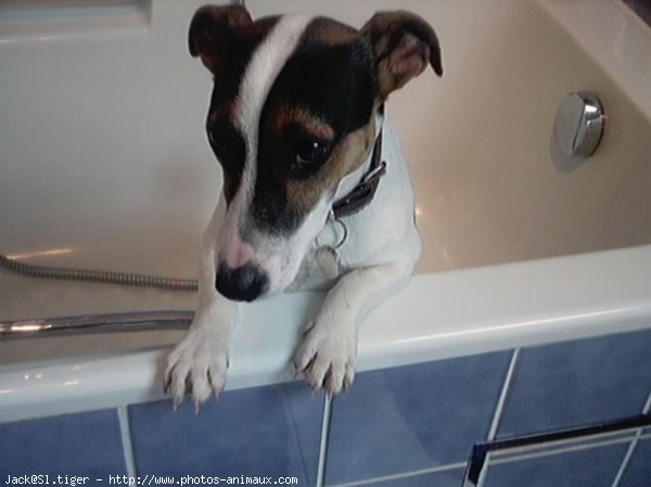 Photo de Jack russell terrier