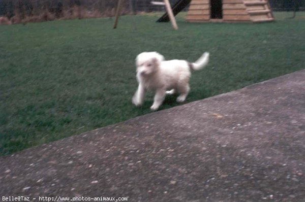 Photo de Chien de montagne des pyrnes