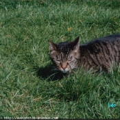 Photo de Chat domestique