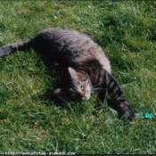 Photo de Chat domestique