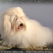 Photo de Coton de tulear