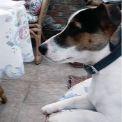 Photo de Jack russell terrier