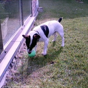 Photo de Jack russell terrier