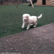 Photo de Chien de montagne des pyrnes