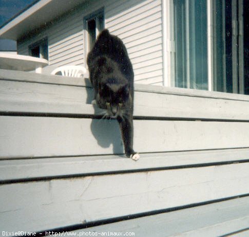 Photo de Chat domestique