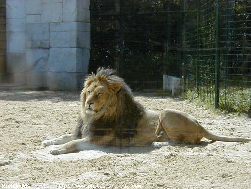 Photo de Lion