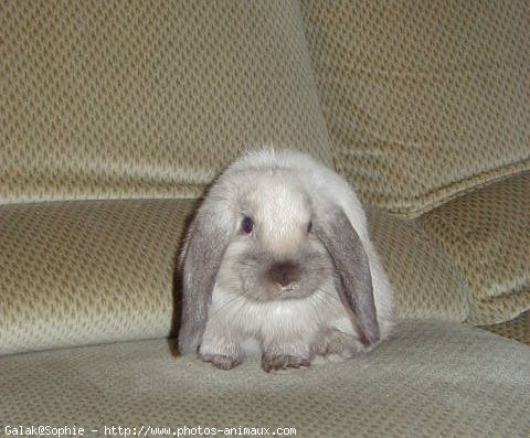 Photo de Lapin