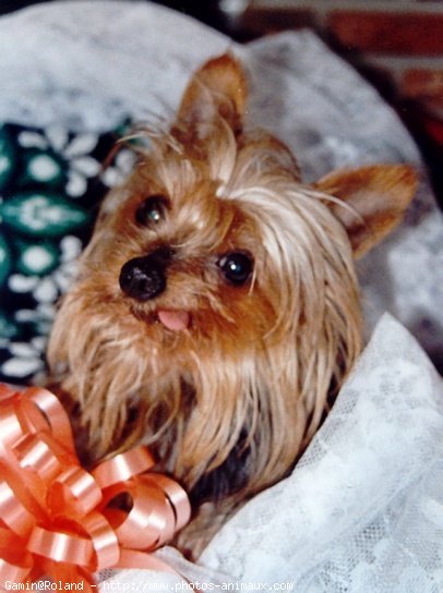 Photo de Yorkshire terrier