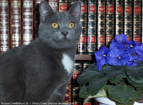 Photo de Chartreux