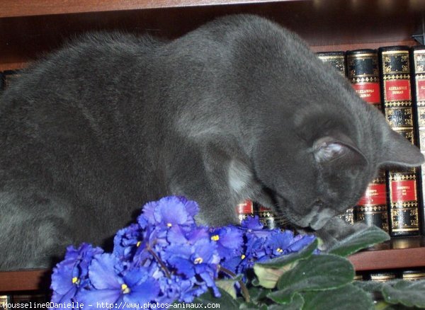 Photo de Chartreux