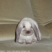 Photo de Lapin