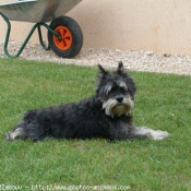 Photo de Schnauzer gant