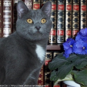 Photo de Chartreux