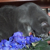 Photo de Chartreux