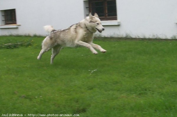 Photo de Husky siberien