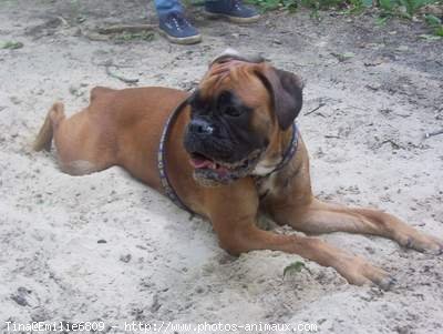 Photo de Boxer