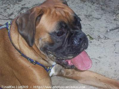 Photo de Boxer