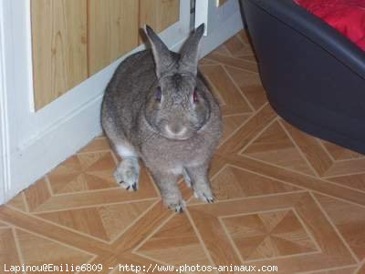 Photo de Lapin