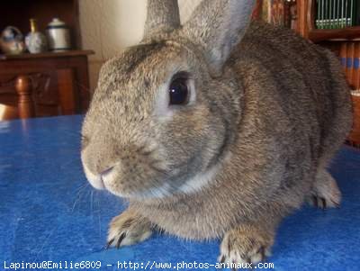 Photo de Lapin