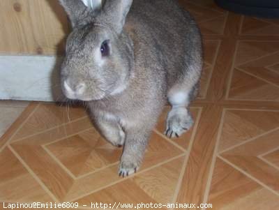 Photo de Lapin