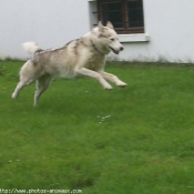 Photo de Husky siberien