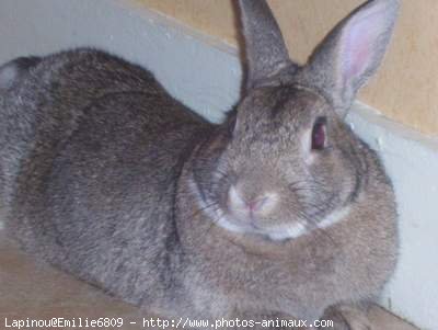 Photo de Lapin