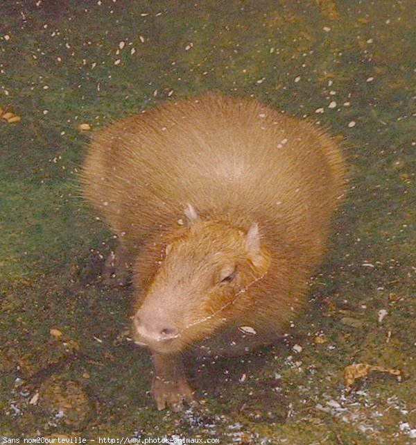 Photo de Cabiai ou capybara