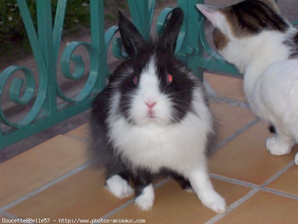 Photo de Lapin