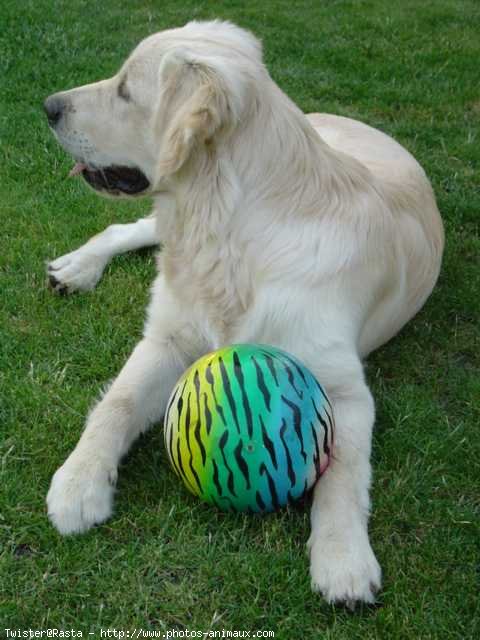 Photo de Golden retriever