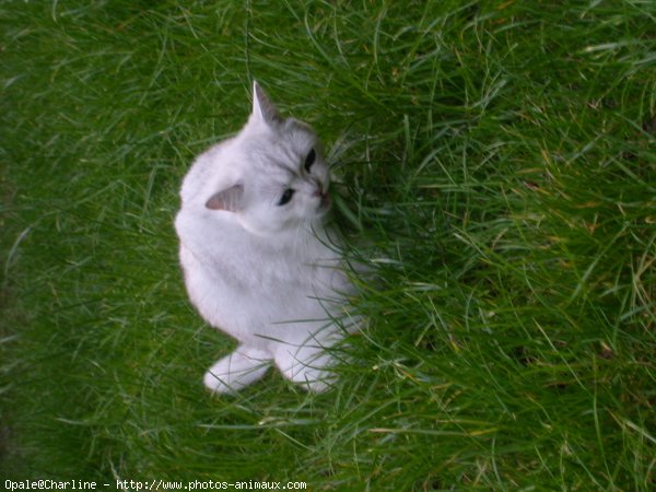 Photo de British shorthair