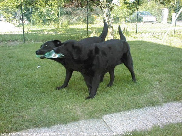 Photo de Labrador retriever