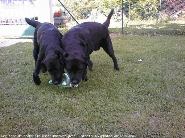 Photo de Labrador retriever