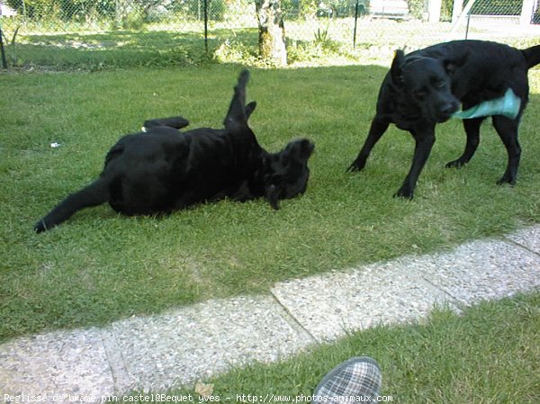 Photo de Labrador retriever