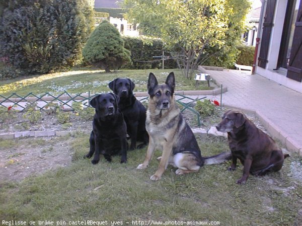 Photo de Labrador retriever