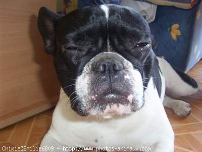 Photo de Bouledogue franais