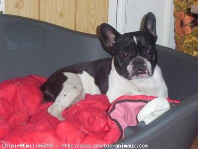 Photo de Bouledogue franais