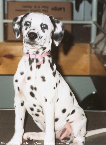 Photo de Dalmatien