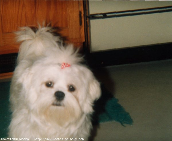 Photo de Lhassa apso