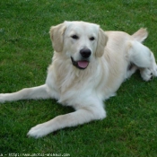 Photo de Golden retriever