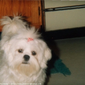 Photo de Lhassa apso