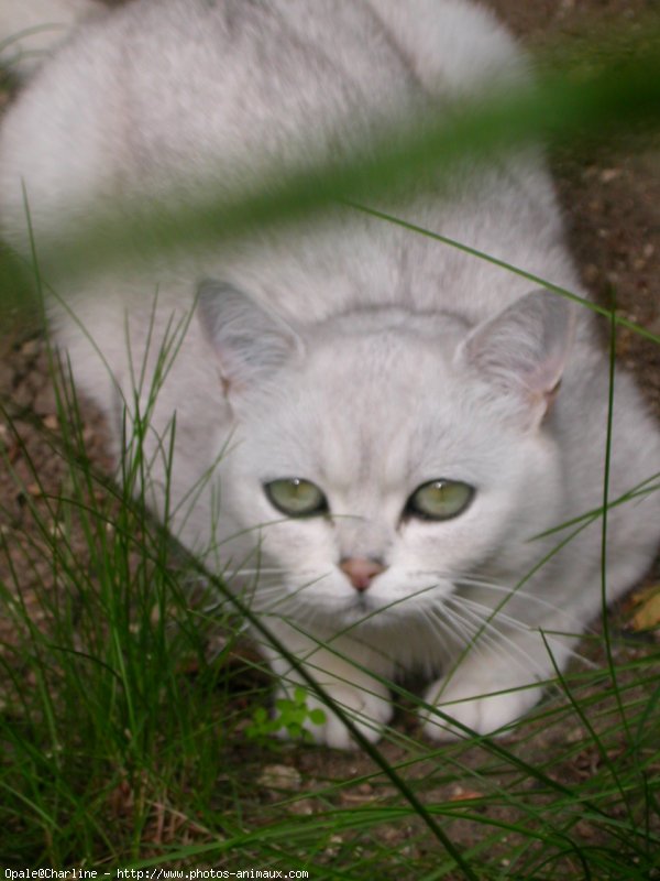 Photo de British shorthair