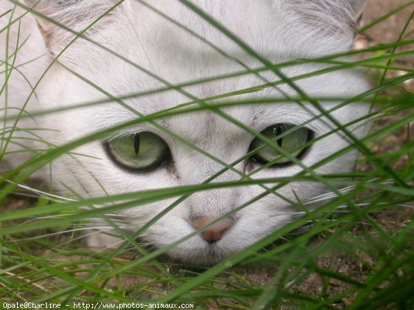 Photo de British shorthair