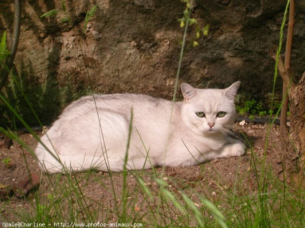 Photo de British shorthair