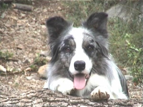 Photo de Border collie