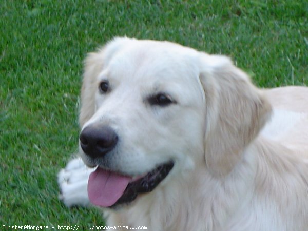 Photo de Golden retriever