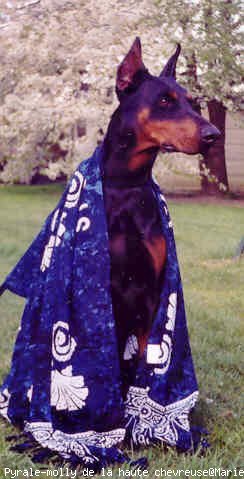 Photo de Dobermann