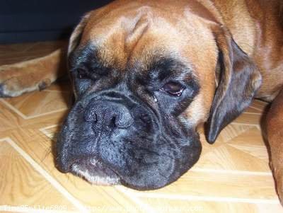 Photo de Boxer