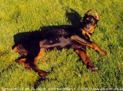 Photo de Dobermann